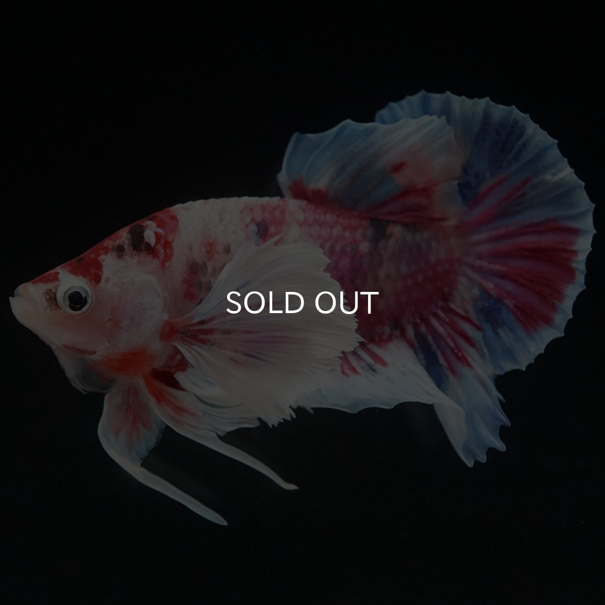 画像5: HMPKダンボ キャンディ (5)