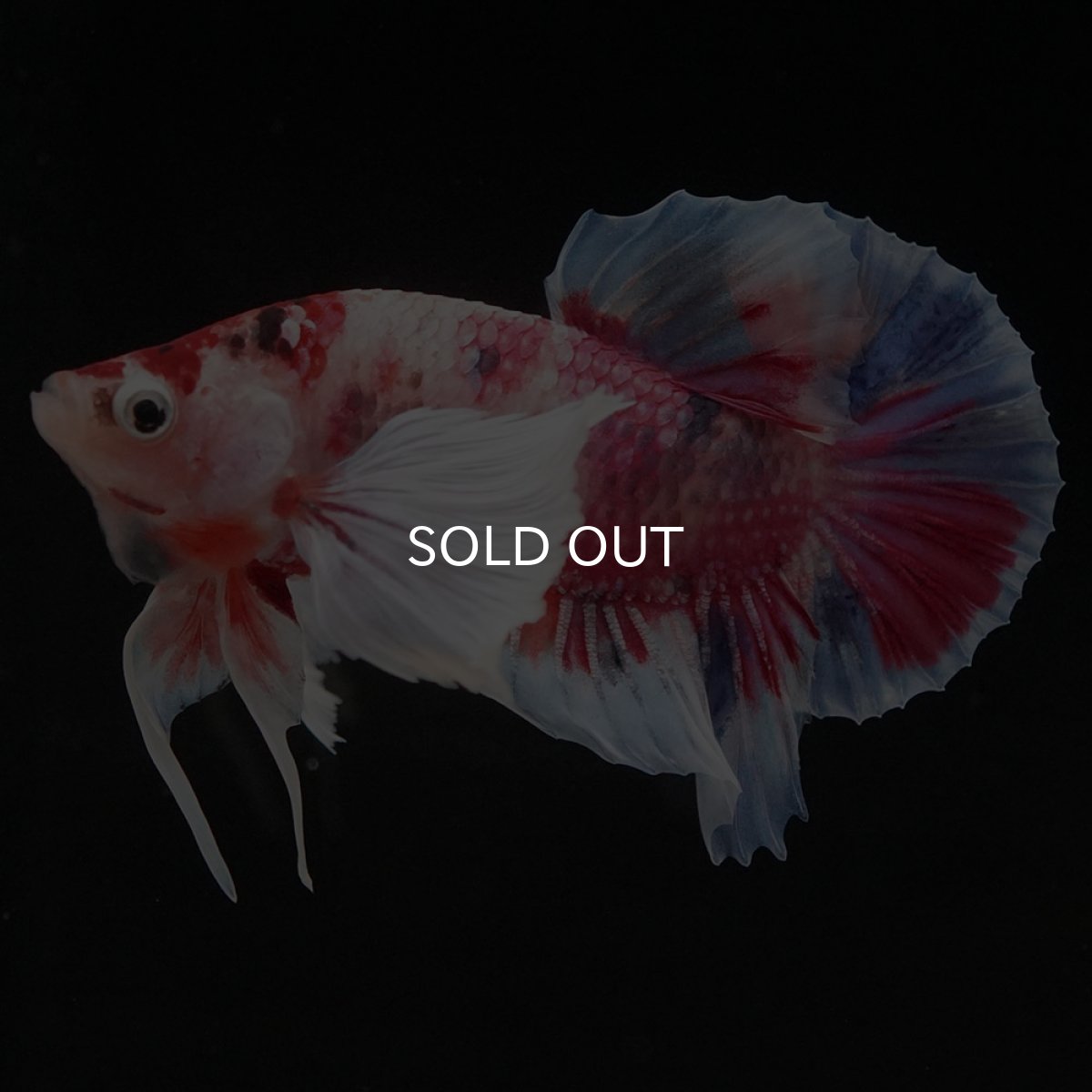 画像2: HMPKダンボ キャンディ (2)