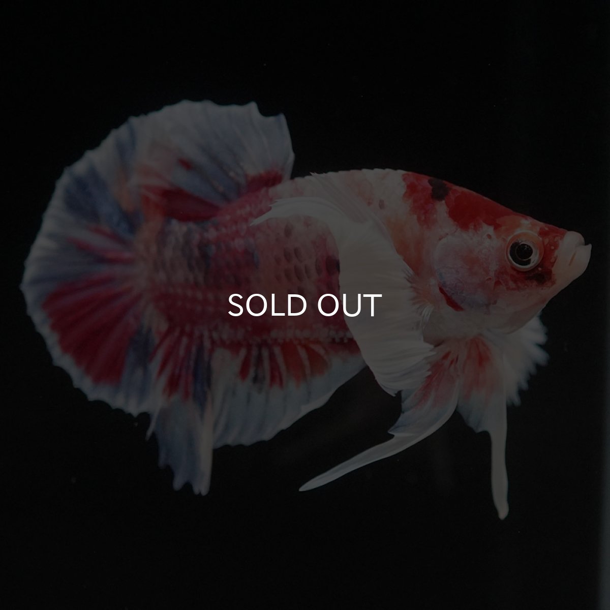 画像4: HMPKダンボ キャンディ (4)