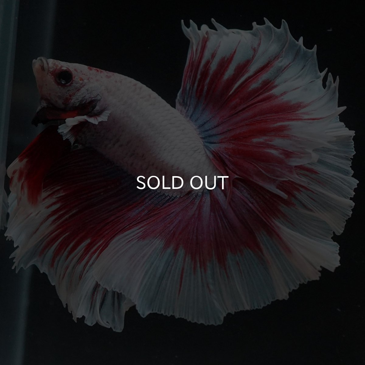 画像3: HM ラベンダーバタフライ (3)