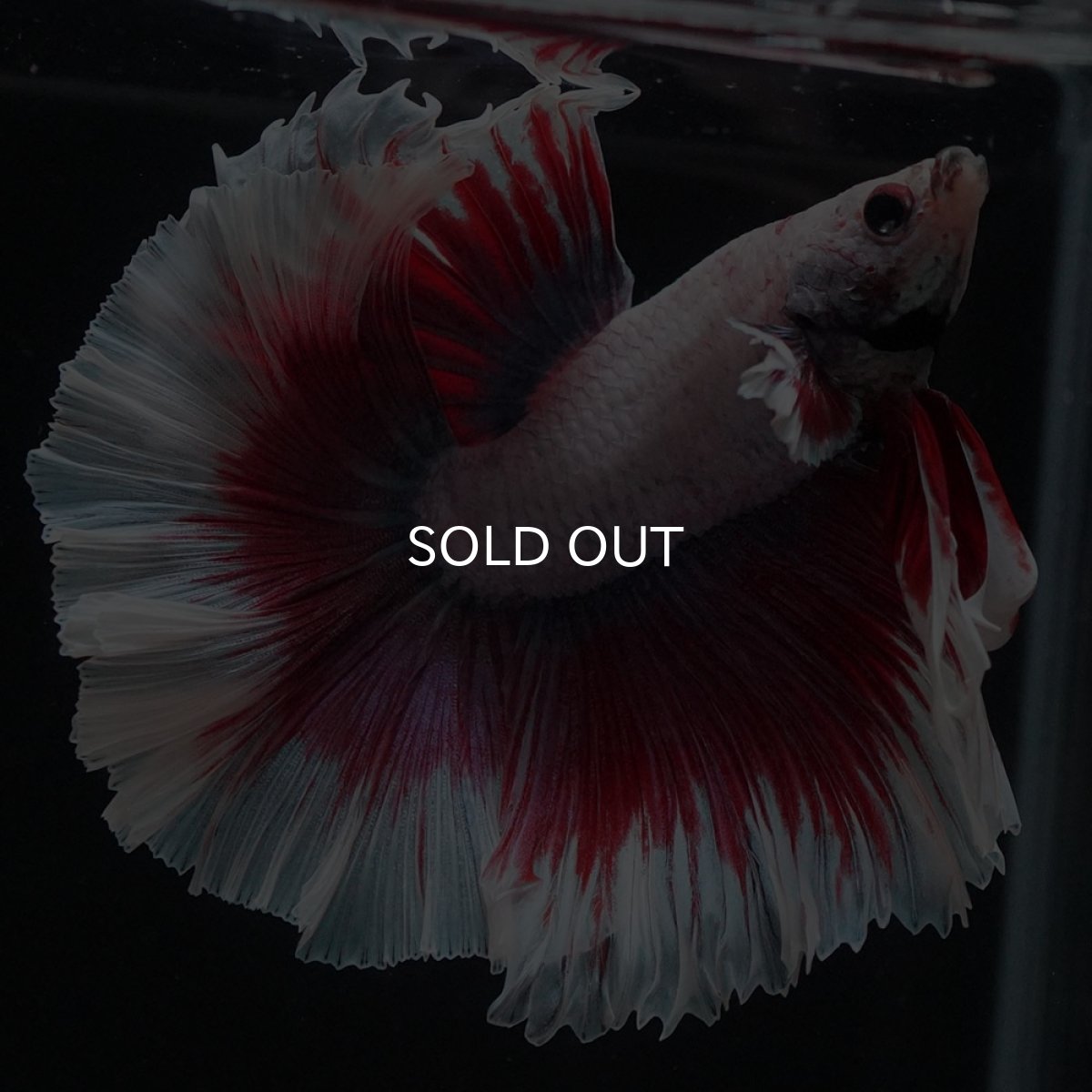 画像9: HM ラベンダーバタフライ (9)