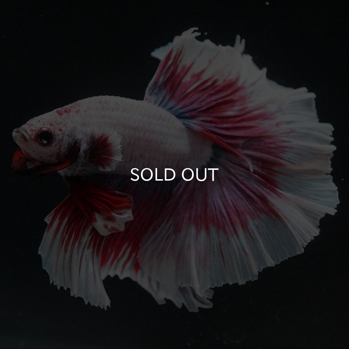 画像5: HM ラベンダーバタフライ (5)