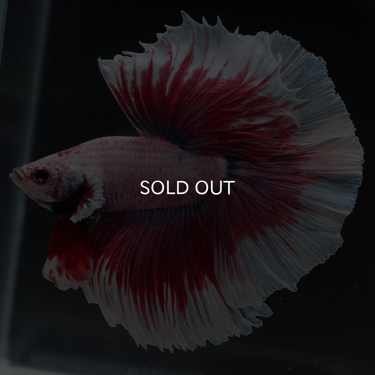 画像10: HM ラベンダーバタフライ (10)