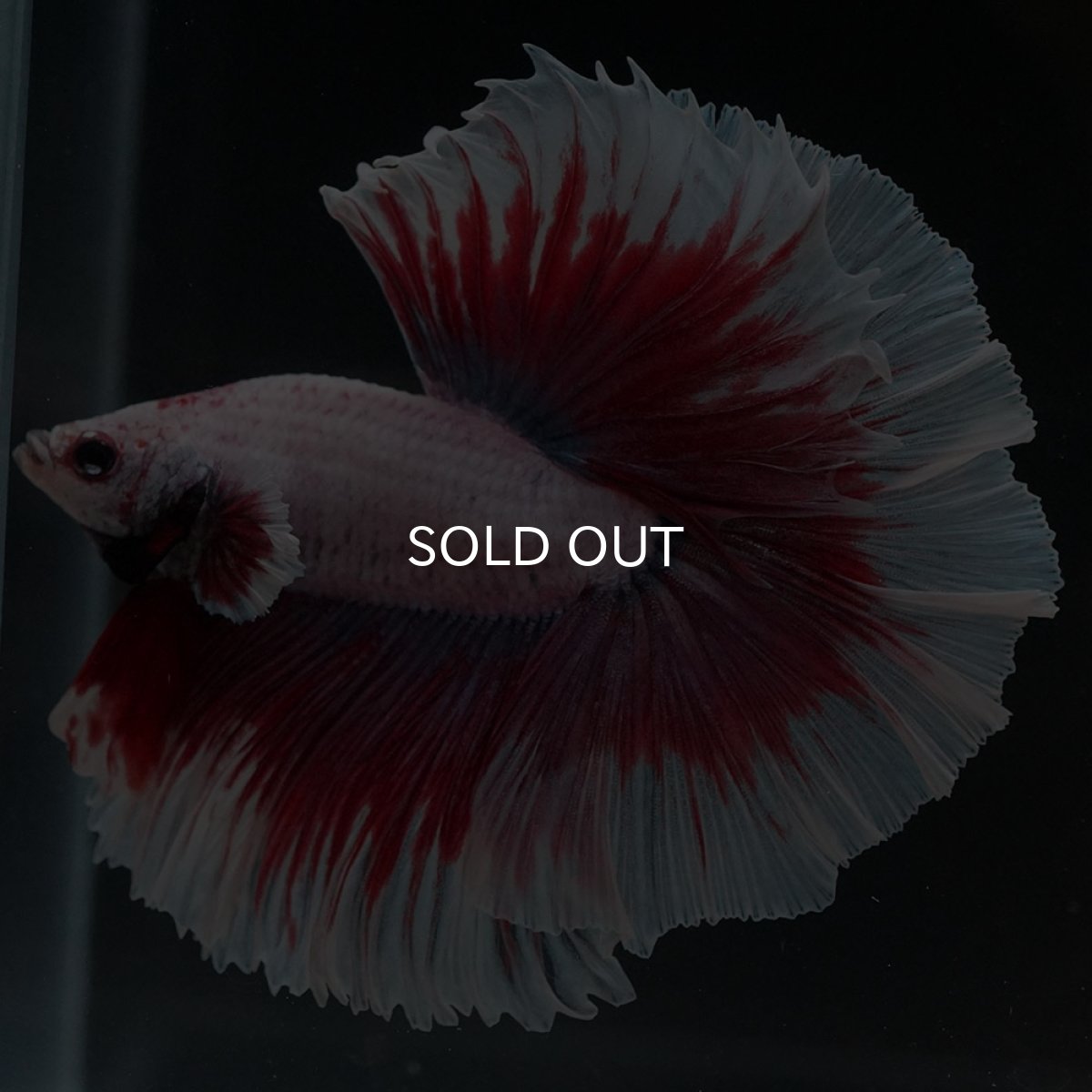 画像8: HM ラベンダーバタフライ (8)