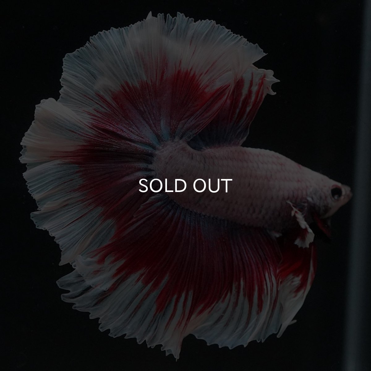 画像7: HM ラベンダーバタフライ (7)