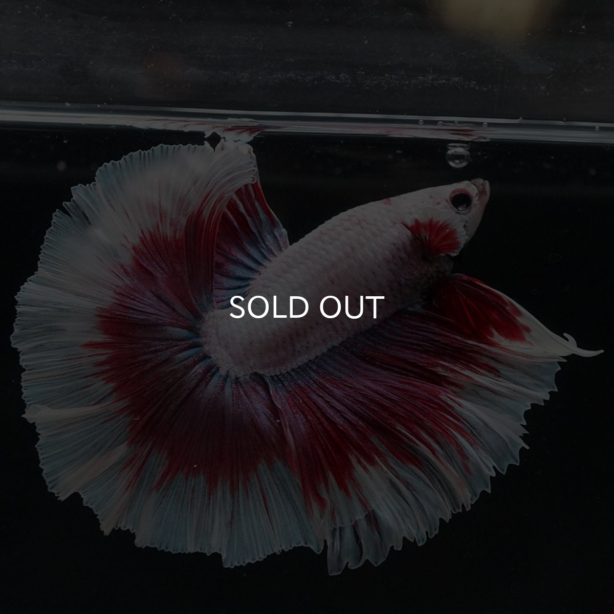 画像6: HM ラベンダーバタフライ (6)