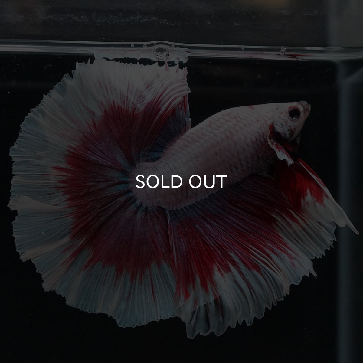 画像4: HM ラベンダーバタフライ (4)