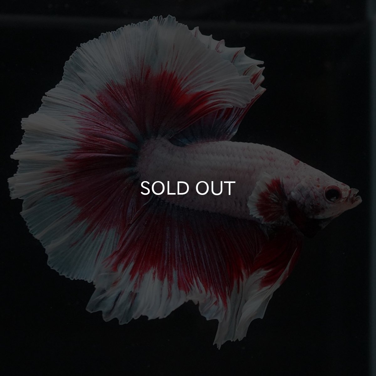 画像2: HM ラベンダーバタフライ (2)