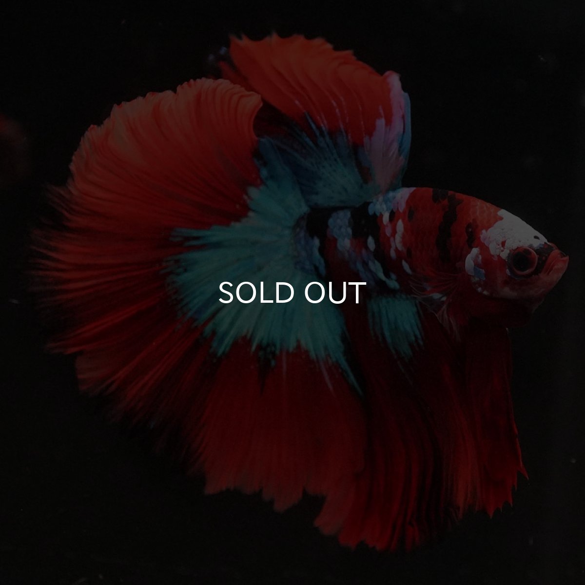 画像8: HM レッドギャラクシー (8)