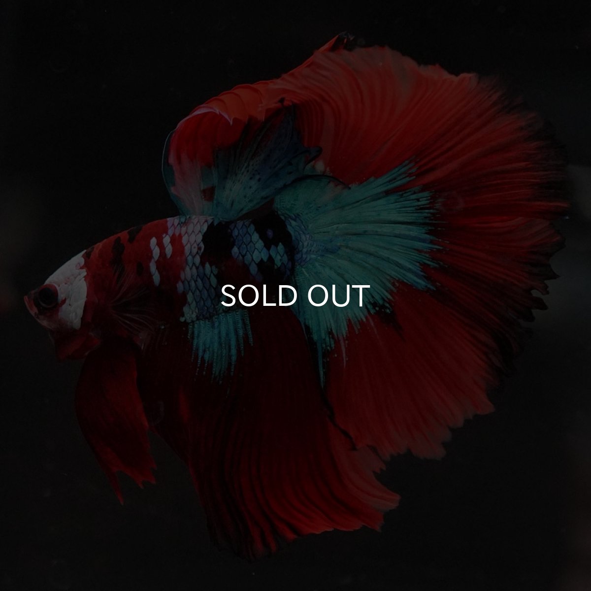 画像3: HM レッドギャラクシー (3)