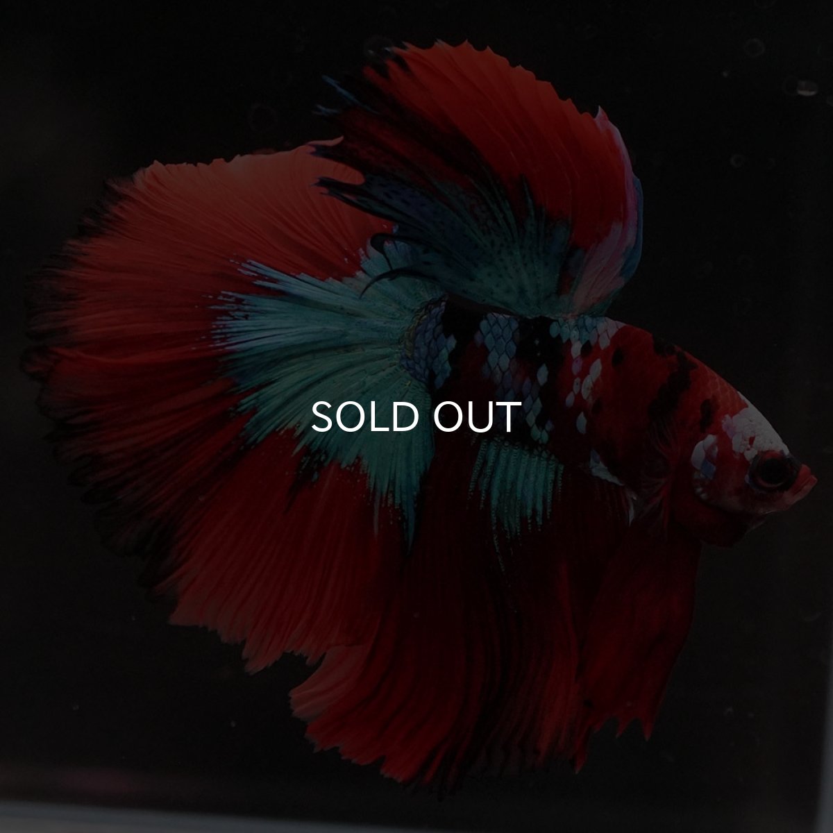 画像6: HM レッドギャラクシー (6)