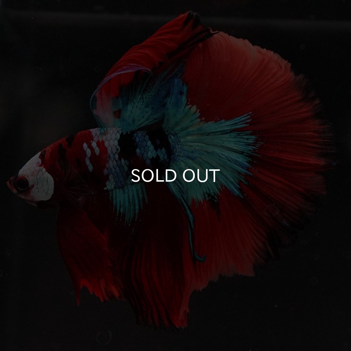 画像7: HM レッドギャラクシー (7)