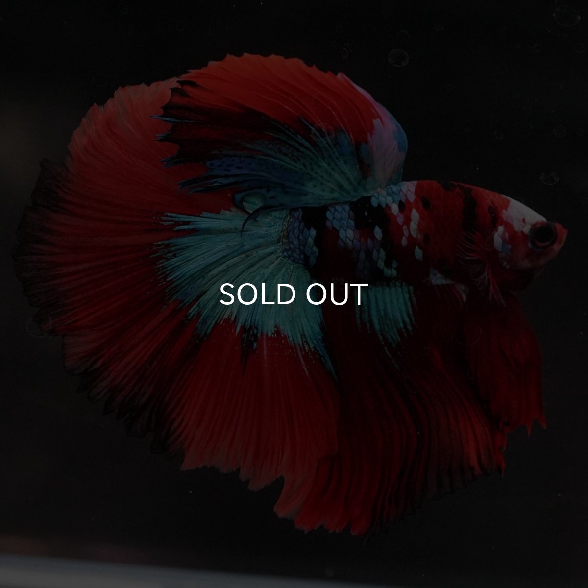 画像4: HM レッドギャラクシー (4)