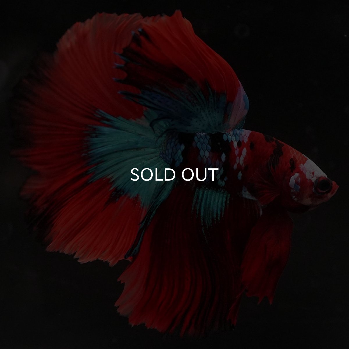 画像2: HM レッドギャラクシー (2)