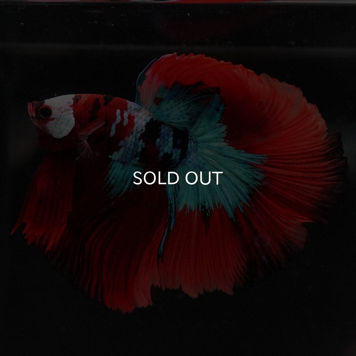 画像5: HM レッドギャラクシー (5)