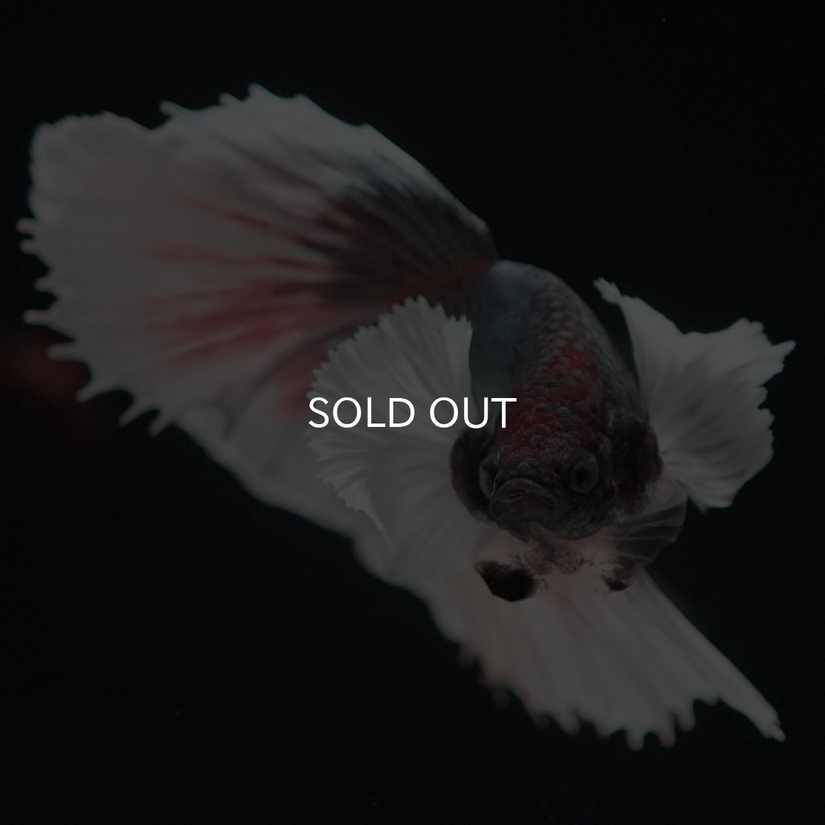 画像3: HMダンボ　ファンシーカッパー (3)