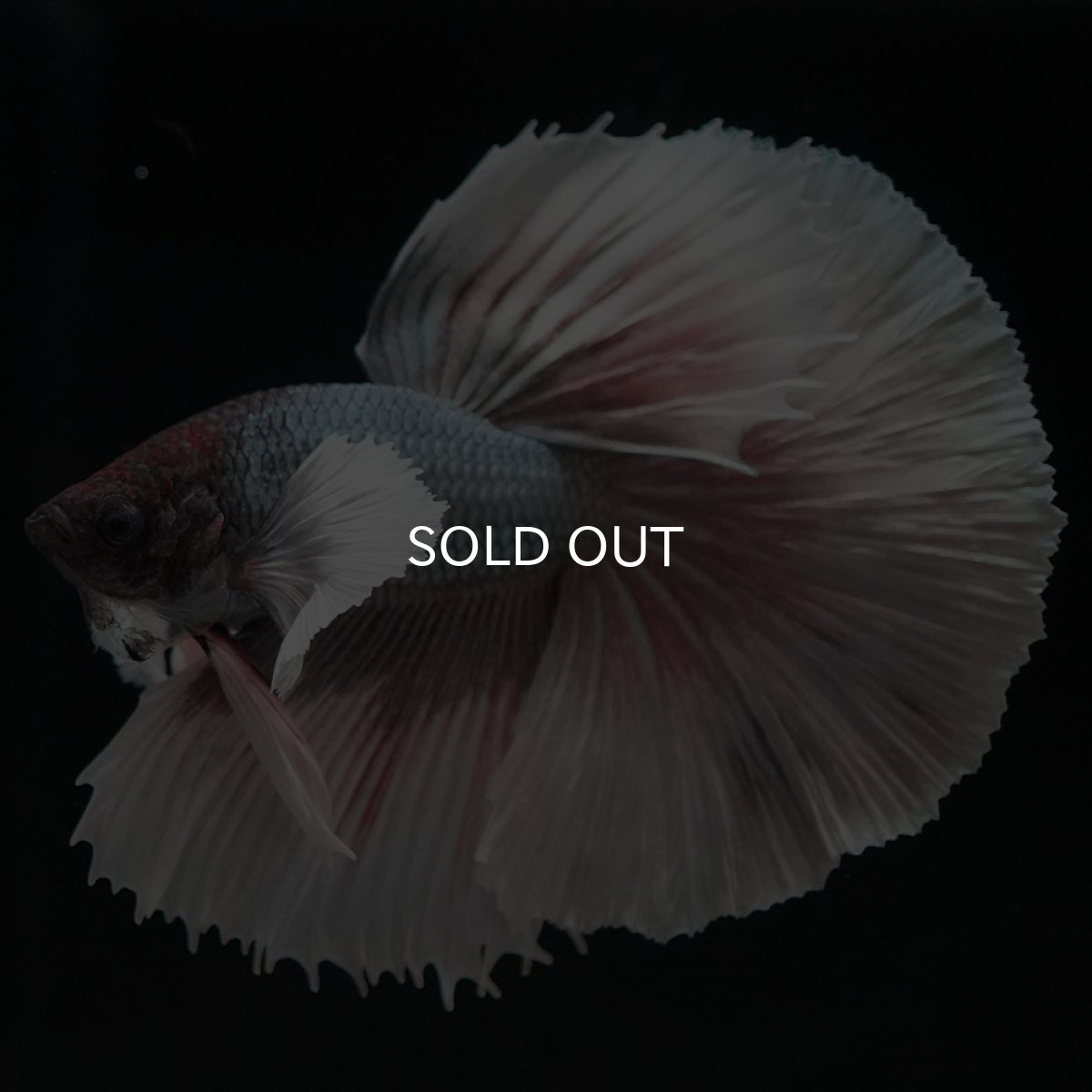 画像6: HMダンボ　ファンシーカッパー (6)