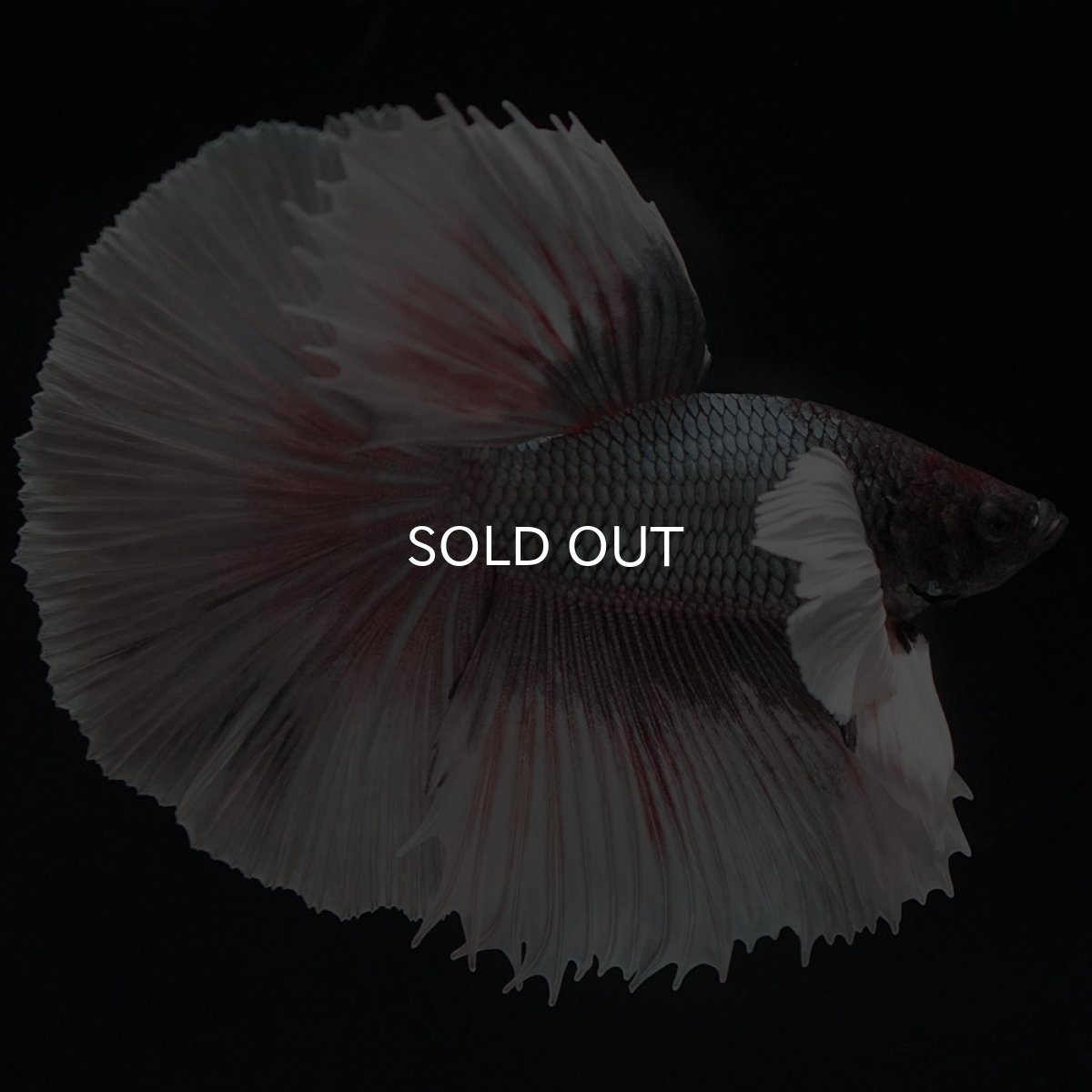 画像2: HMダンボ　ファンシーカッパー (2)