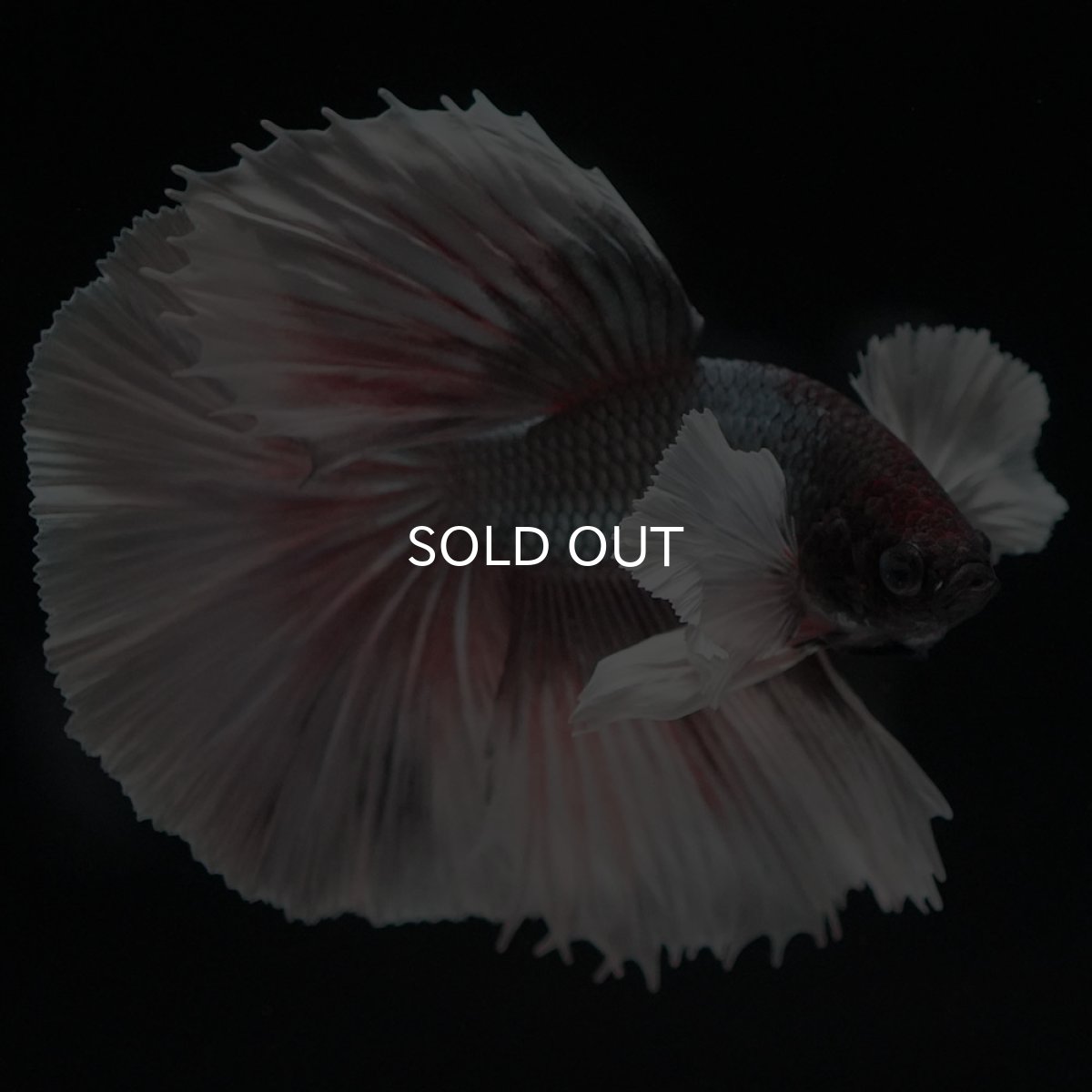 画像7: HMダンボ　ファンシーカッパー (7)