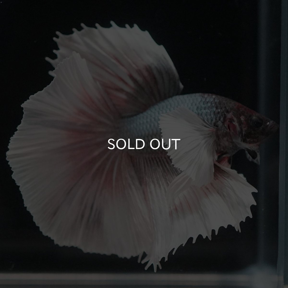 画像5: HMダンボ　ファンシーカッパー (5)