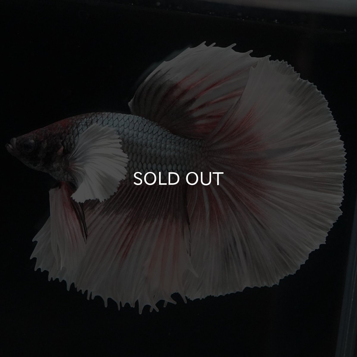 画像4: HMダンボ　ファンシーカッパー (4)