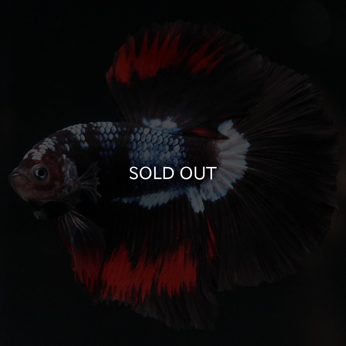 画像11: HM ブラックファンシー (11)