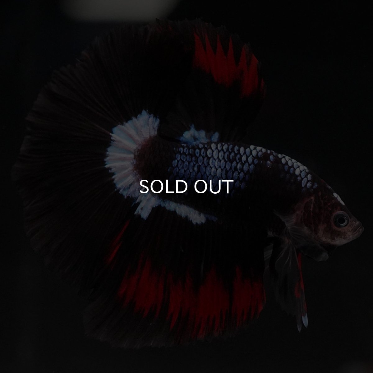 画像4: HM ブラックファンシー (4)