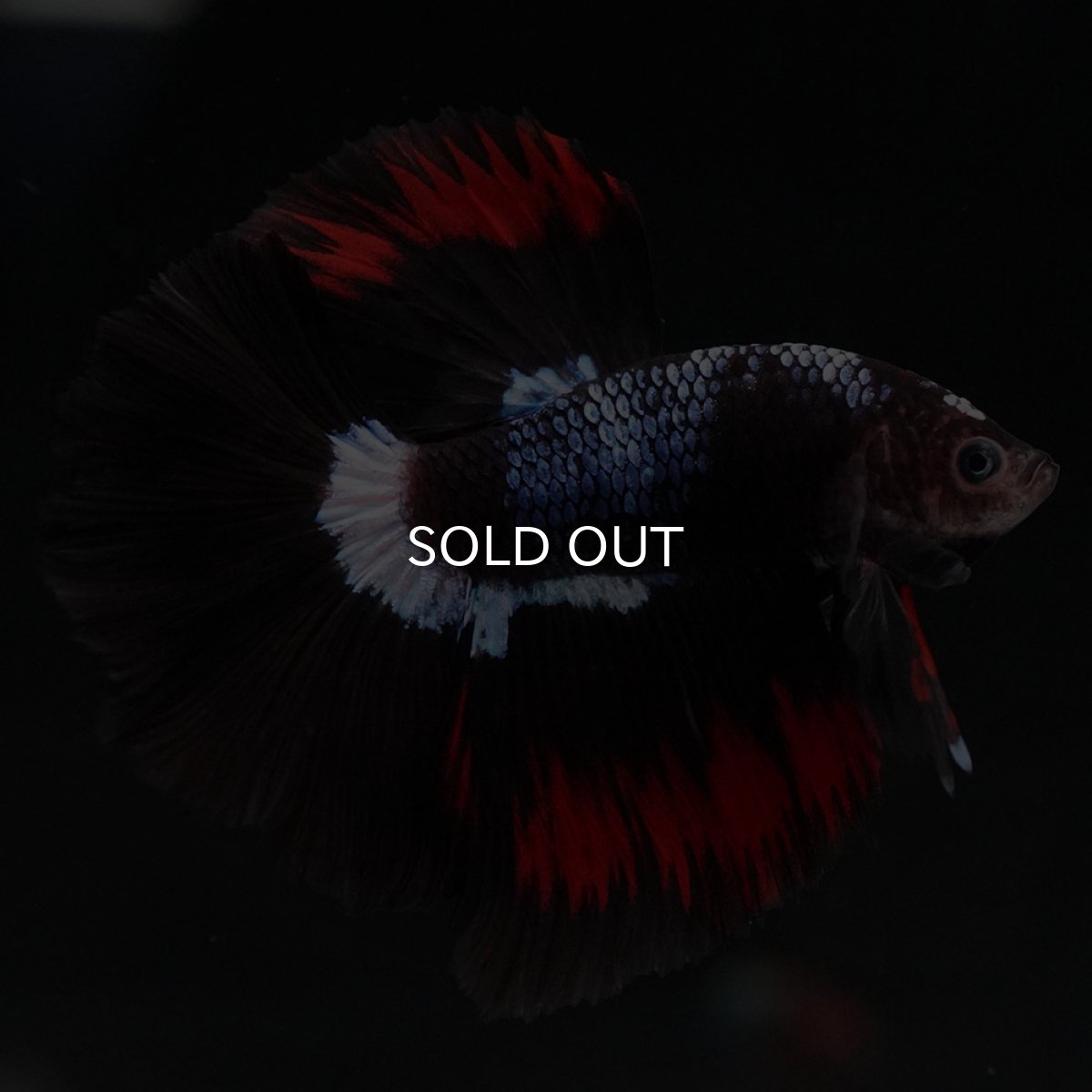 画像12: HM ブラックファンシー (12)