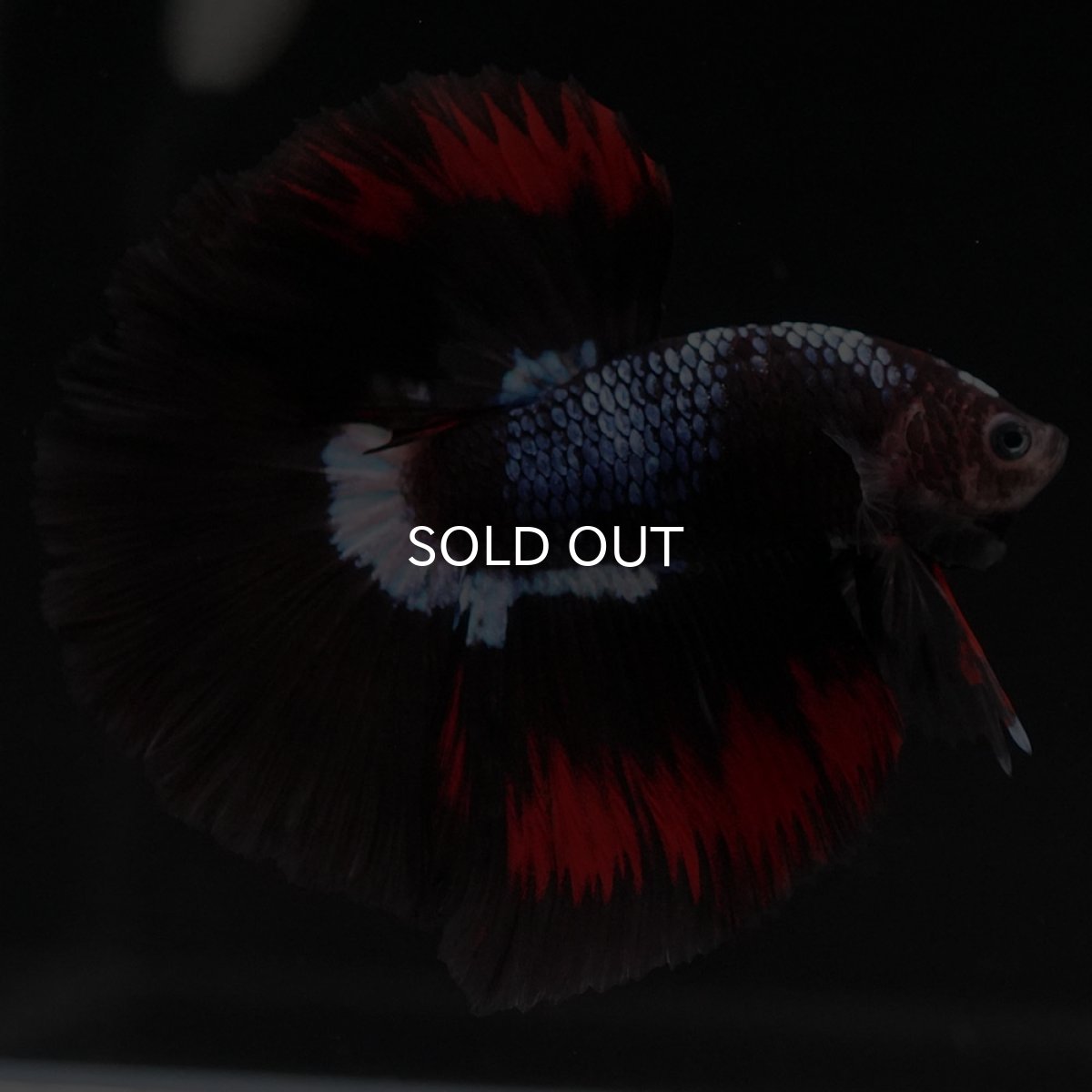 画像8: HM ブラックファンシー (8)