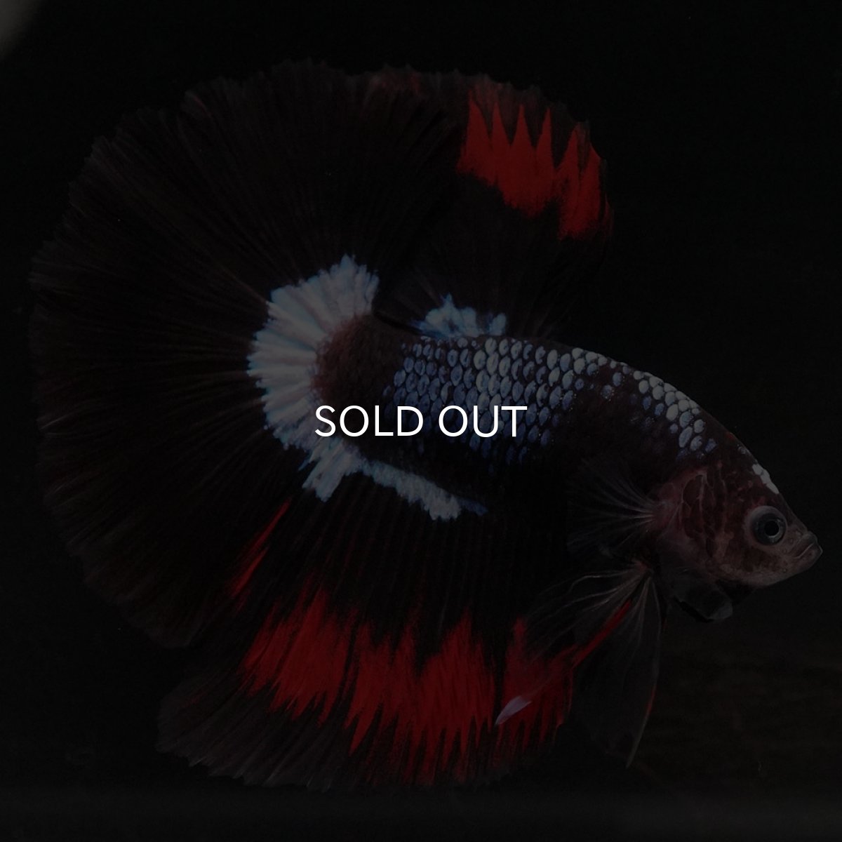 画像10: HM ブラックファンシー (10)