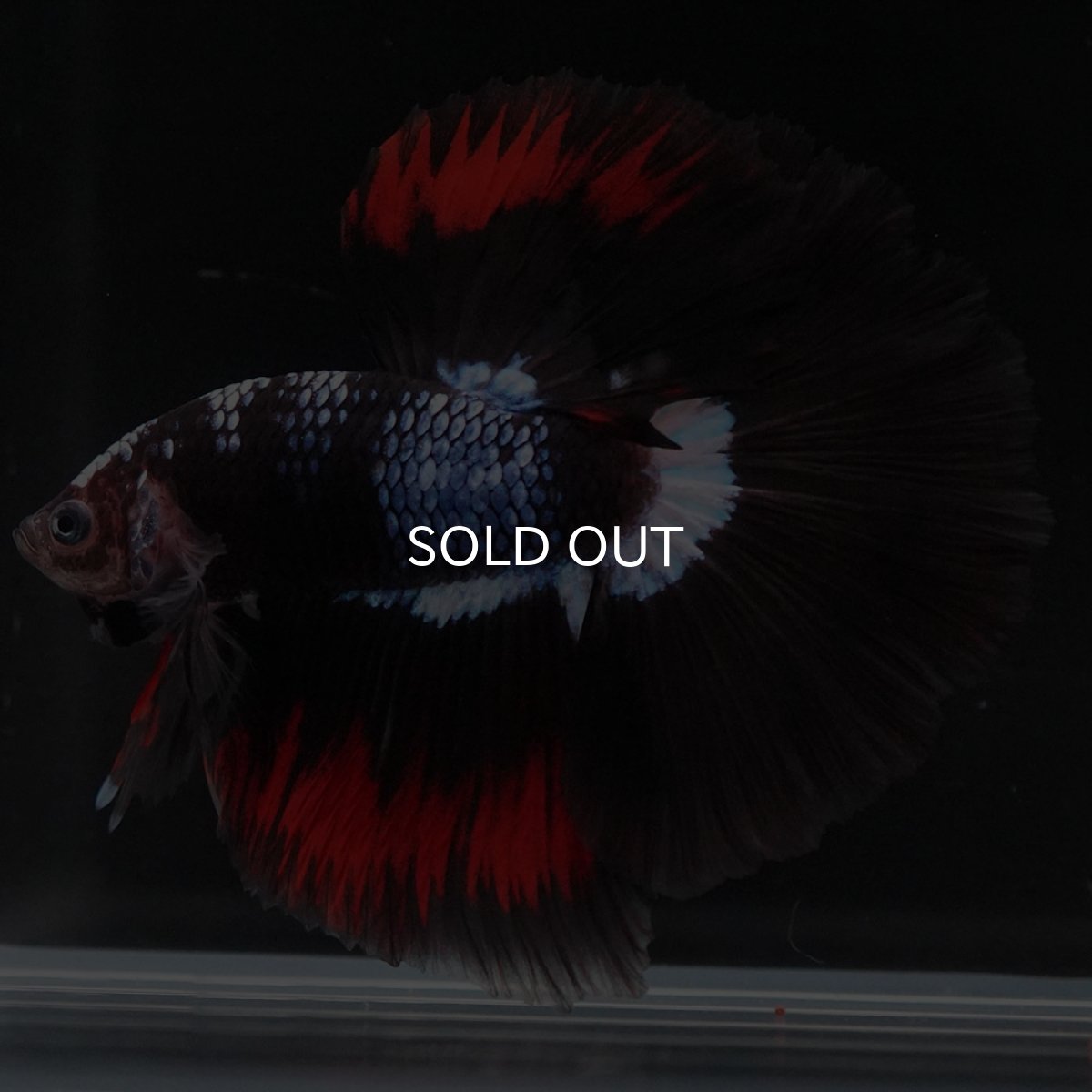 画像9: HM ブラックファンシー (9)