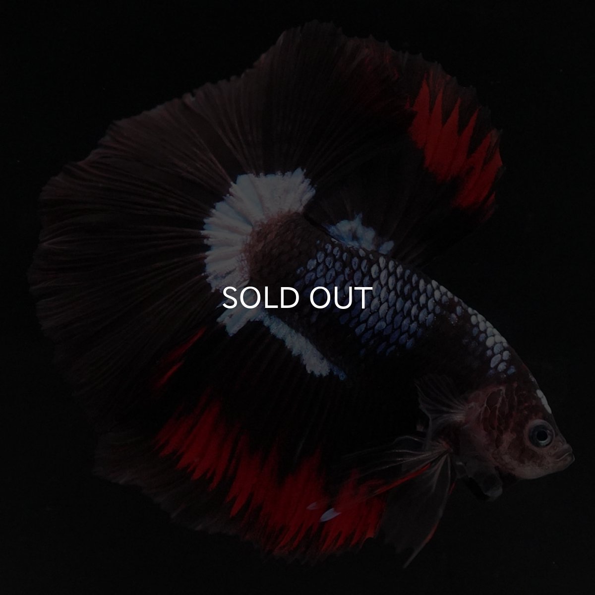 画像2: HM ブラックファンシー (2)