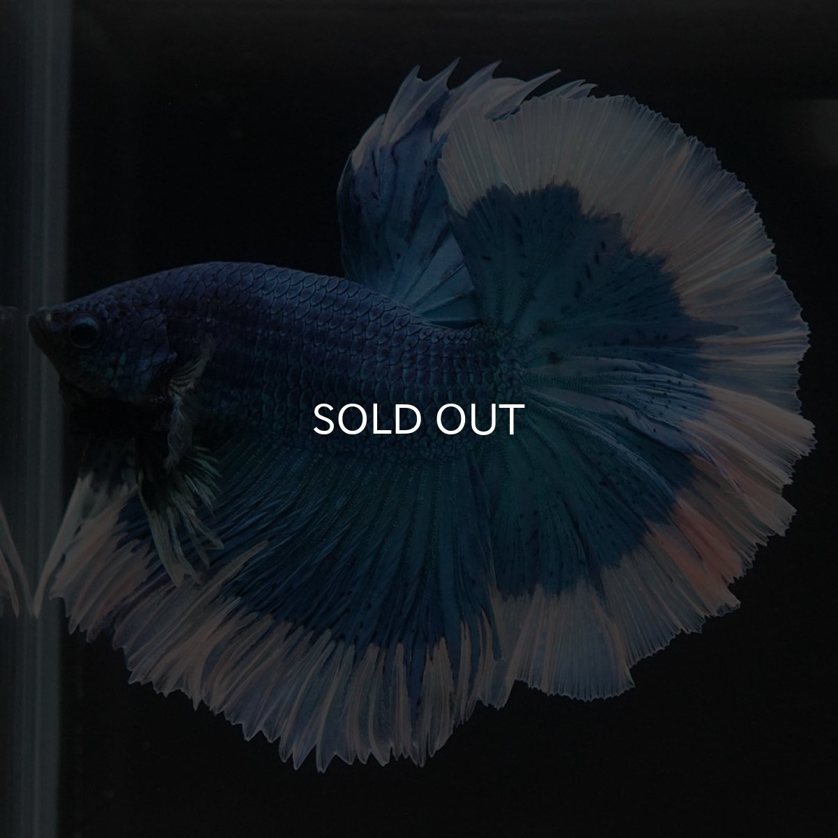 画像6: HM ブルーバタフライ (6)