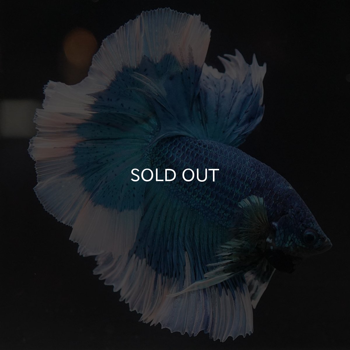 画像9: HM ブルーバタフライ (9)