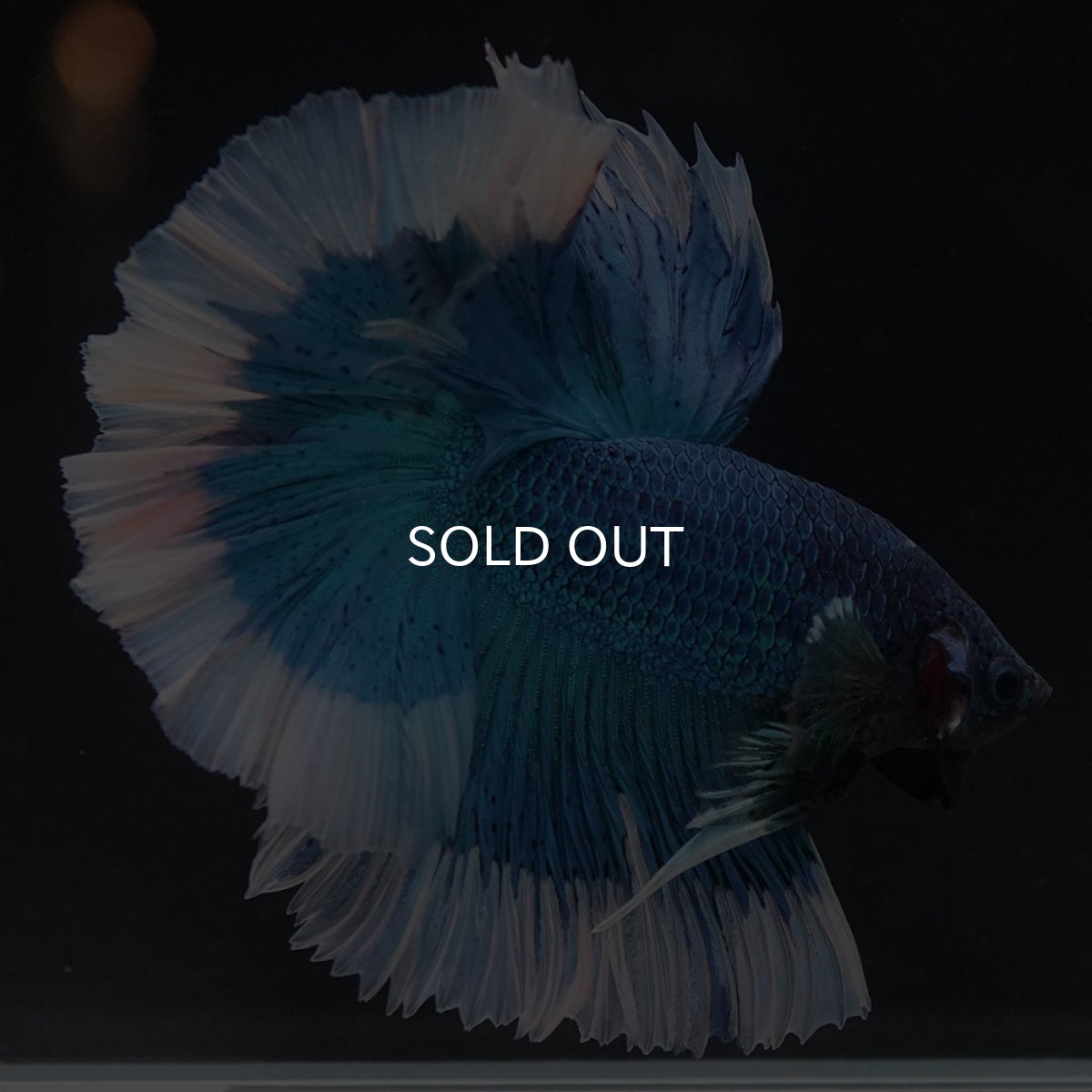 画像7: HM ブルーバタフライ (7)