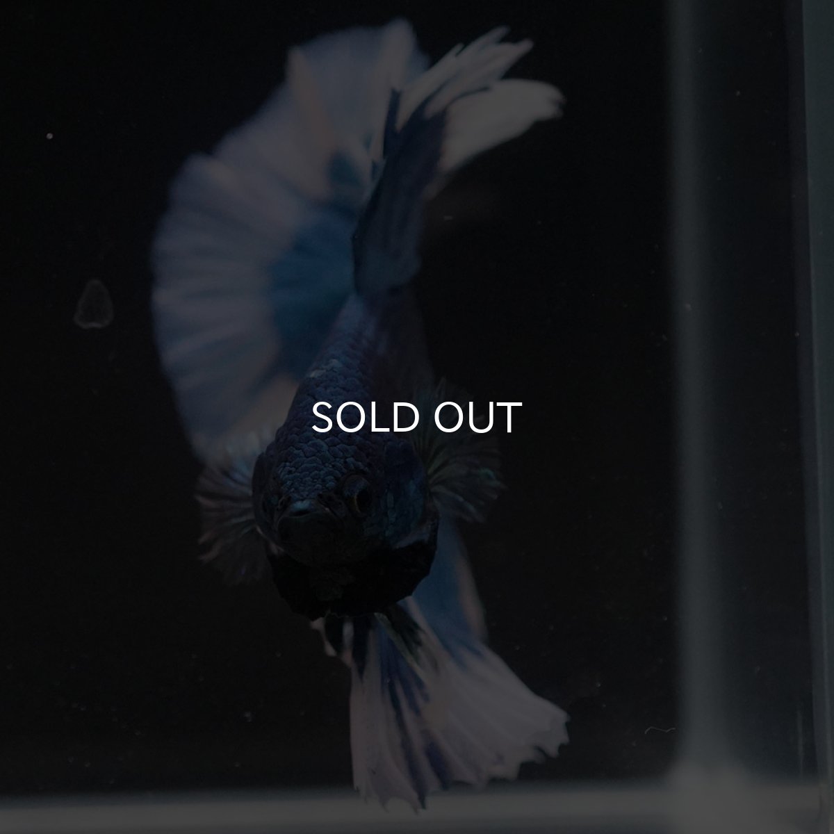 画像3: HM ブルーバタフライ (3)