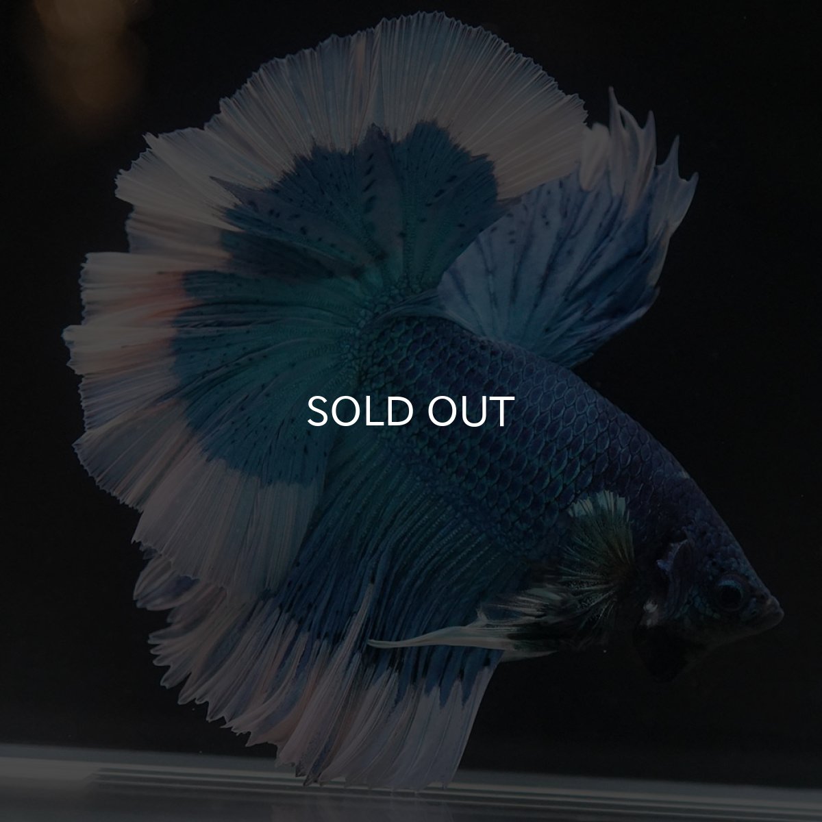 画像5: HM ブルーバタフライ (5)