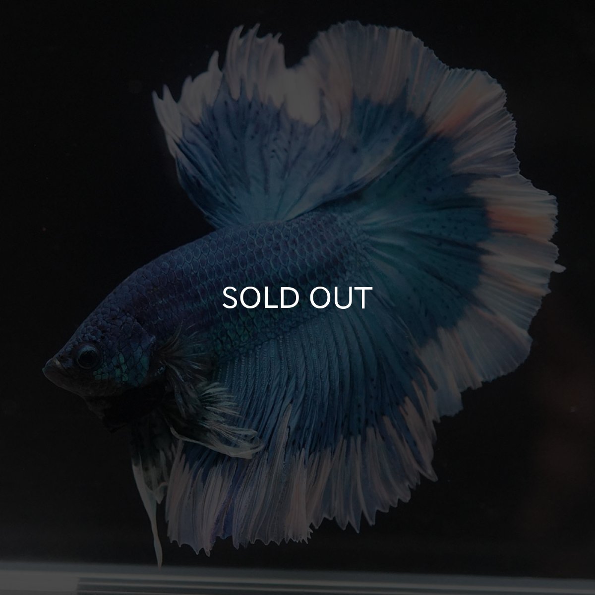 画像4: HM ブルーバタフライ (4)