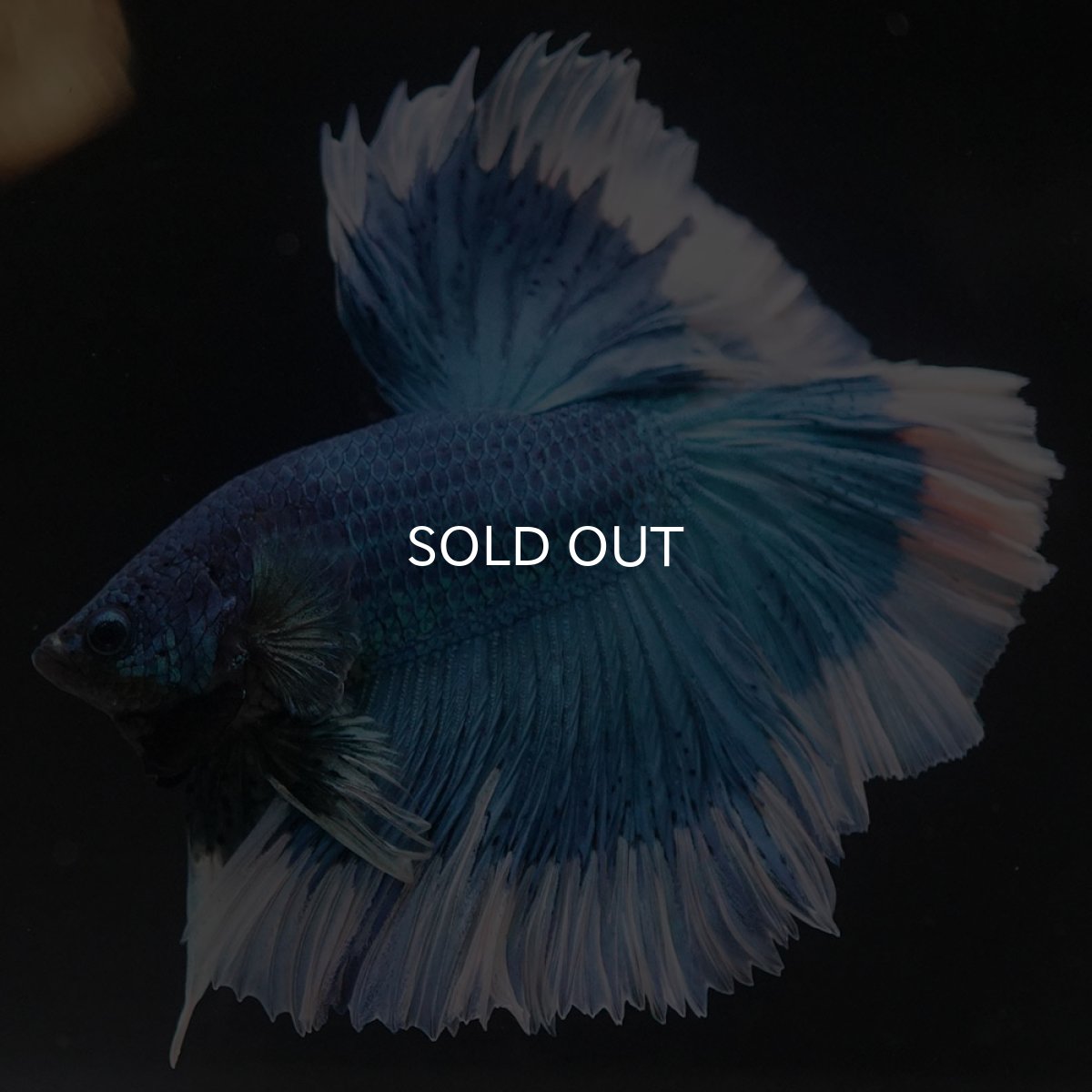 画像13: HM ブルーバタフライ (13)