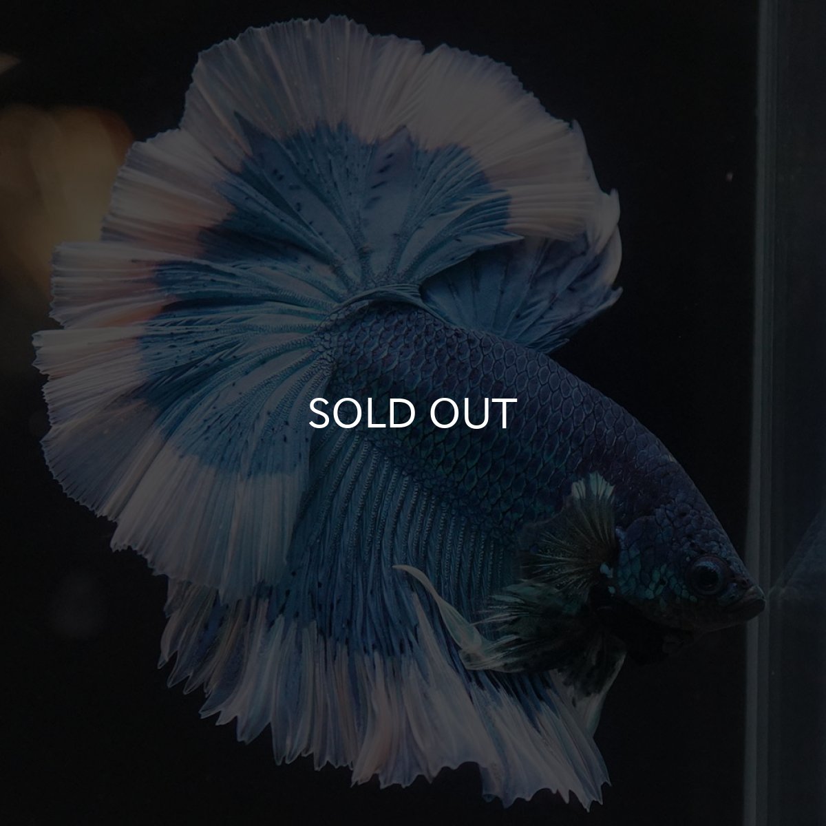 画像2: HM ブルーバタフライ (2)