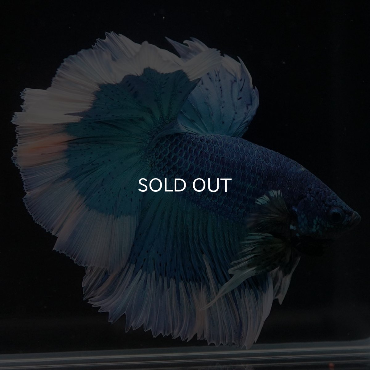 画像12: HM ブルーバタフライ (12)