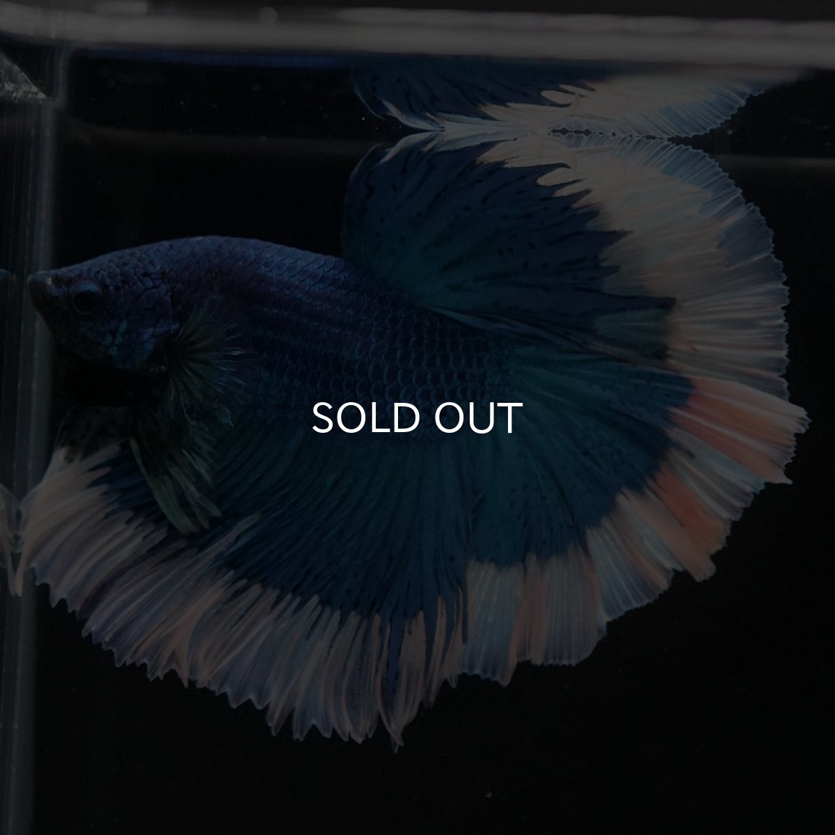 画像10: HM ブルーバタフライ (10)