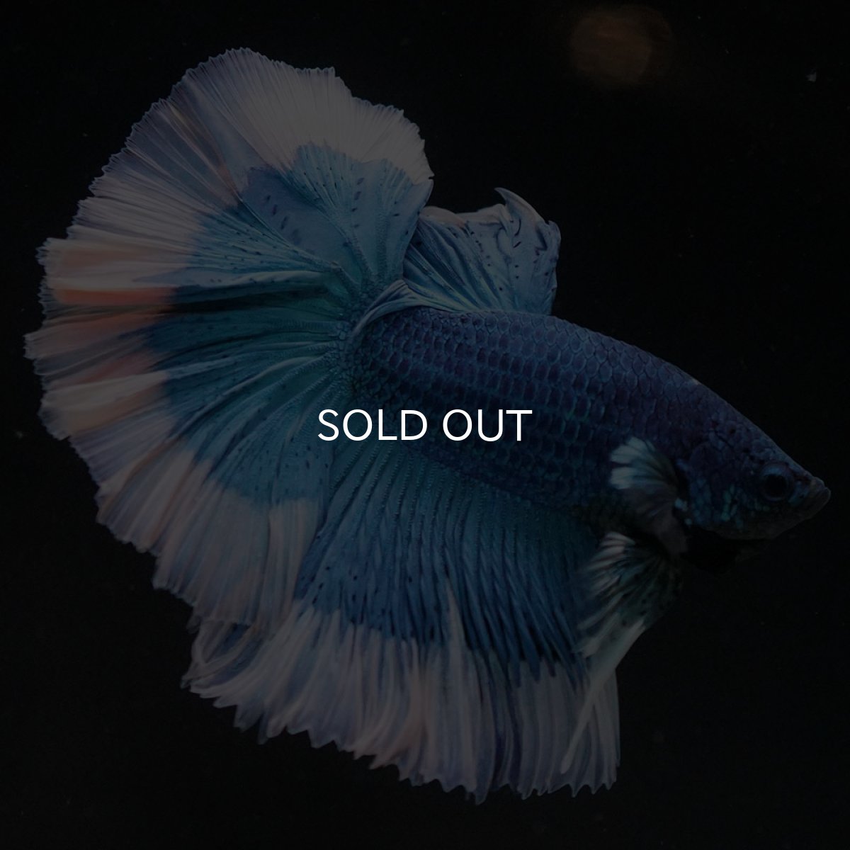 画像11: HM ブルーバタフライ (11)