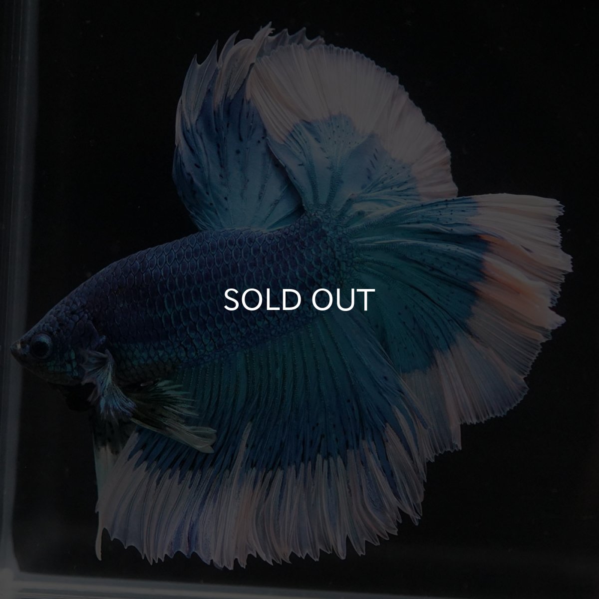 画像8: HM ブルーバタフライ (8)