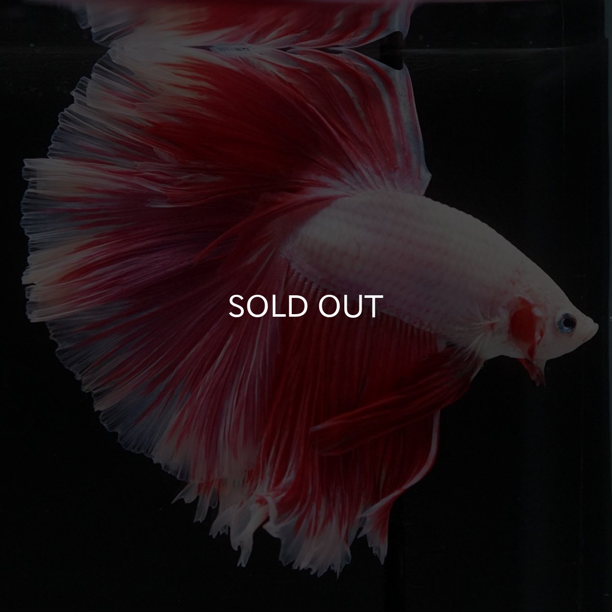 画像7: HM ファンシーレッド ローズテール (7)