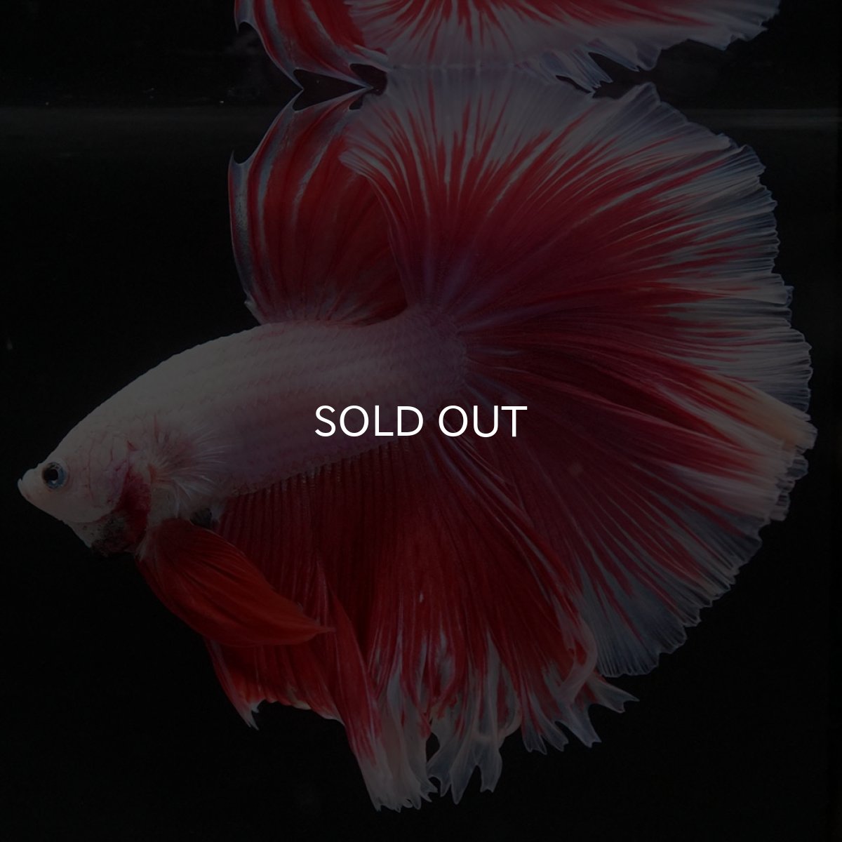 画像3: HM ファンシーレッド ローズテール (3)