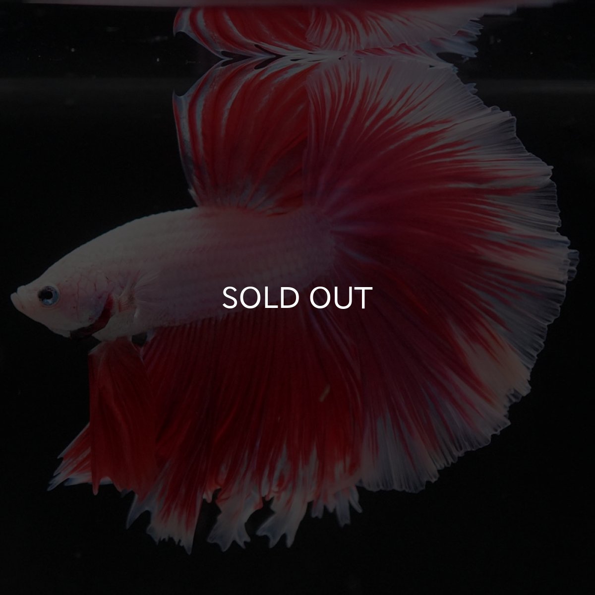 画像5: HM ファンシーレッド ローズテール (5)