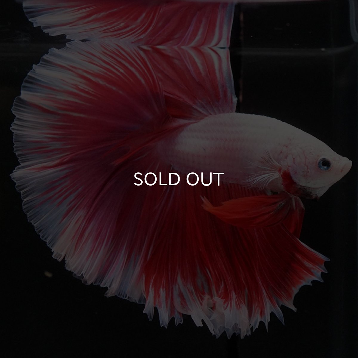 画像6: HM ファンシーレッド ローズテール (6)