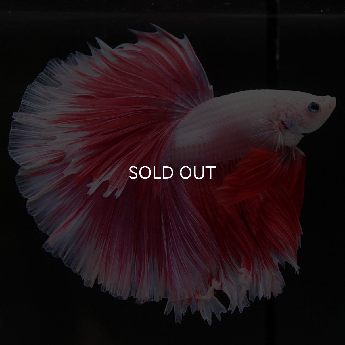 画像4: HM ファンシーレッド ローズテール (4)