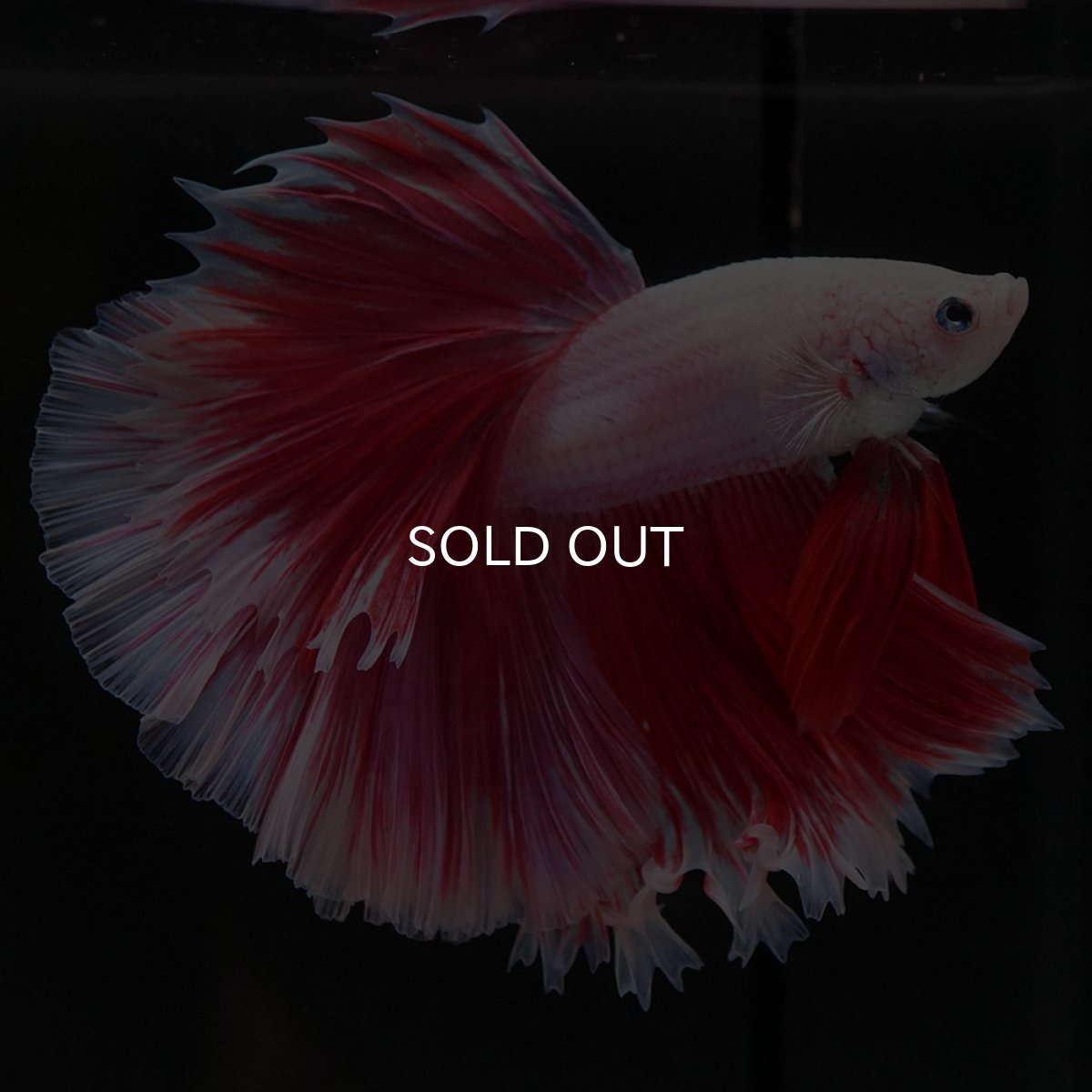 画像2: HM ファンシーレッド ローズテール (2)